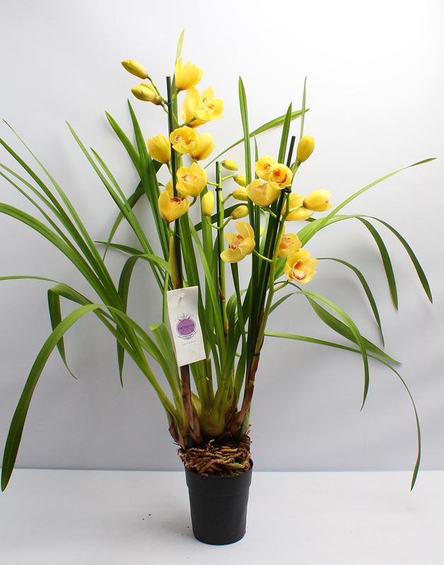 Picture of Cymbidium 02-stem yellow
