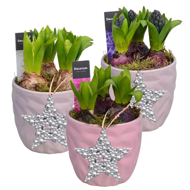 Picture of HYACINTHUS 03BULBS CERAMIC NATURAL COLOUR