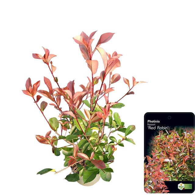 Picture of Photinia fraseri red robin