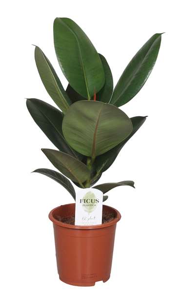 Picture of FICUS ELASTICA ROBUSTA