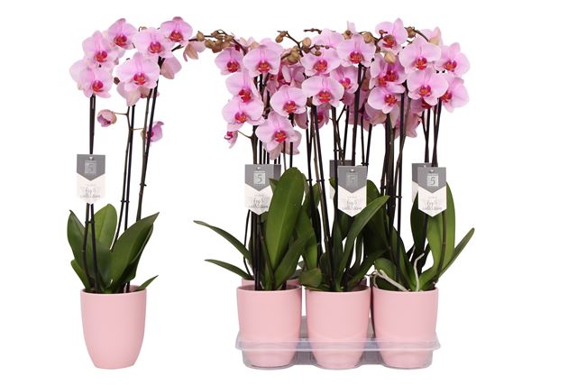 Picture of PHALAENOPSIS 03-STEM WASHINGTON IN GREEN CERAMIC