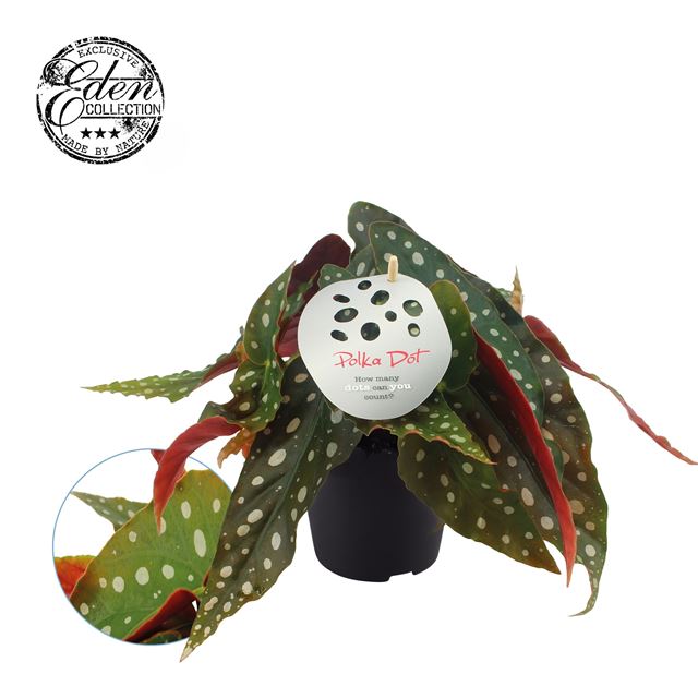 Picture of BEGONIA MACULATA POLKA DOT
