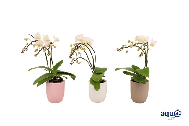 Picture of Phalaenopsis 03/04-stem mini mix in ceramic