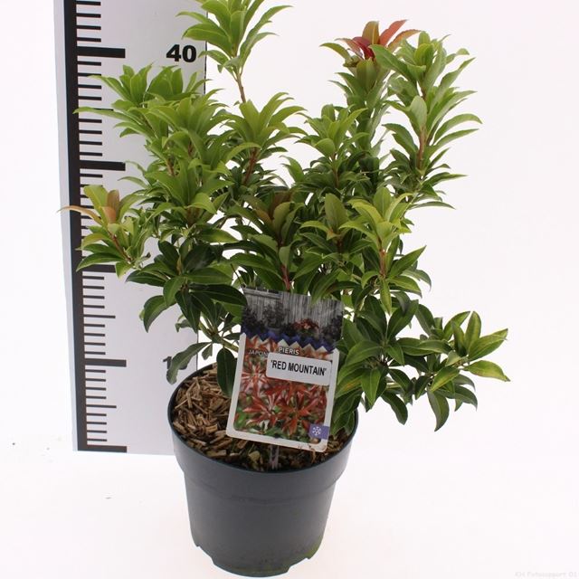 Picture of Pieris japonica red mountain