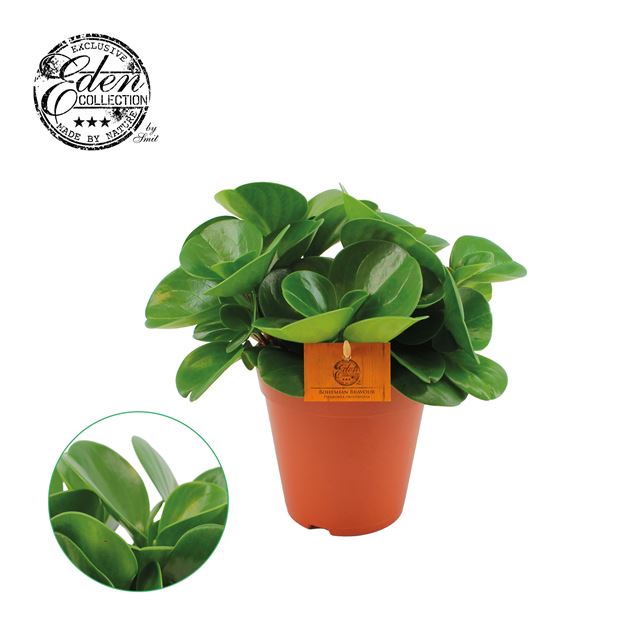 Picture of PEPEROMIA OBTUSIFOLIA GREEN