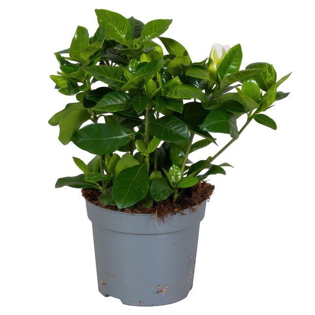Picture of GARDENIA JASMINOIDES