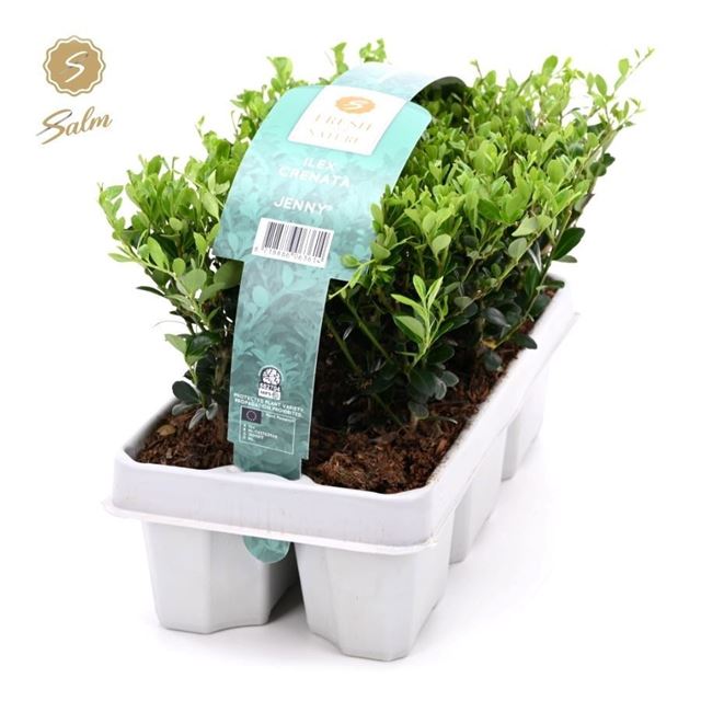 Picture of Ilex crenata jenny 06-pack