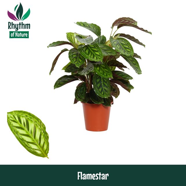 Picture of CALATHEA FLAMESTAR