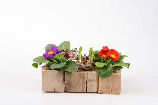 Picture of Spring arrangement 03pp in windowbox