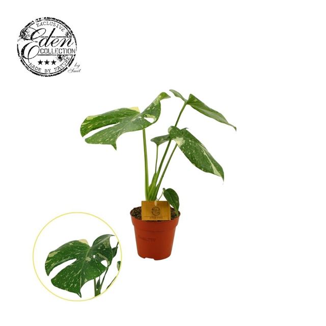 Picture of MONSTERA THAI CONSTELLATION 