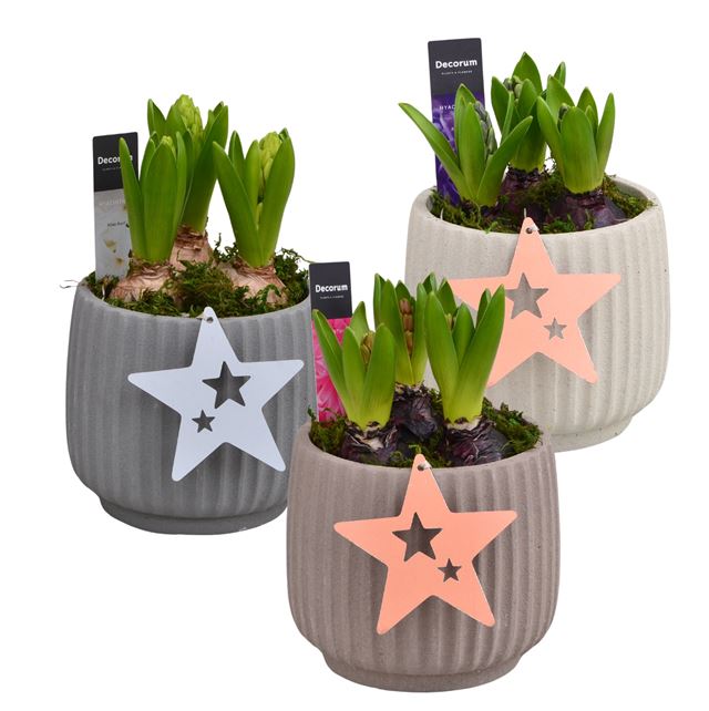 Picture of HYACINTHUS 03BULBS STONE ROUND POT
