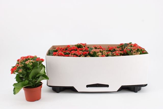 Picture of Kalanchoe double red