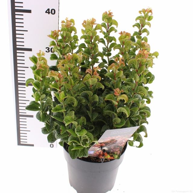 Picture of Leucothoe axillaris curly red