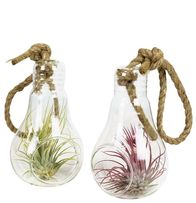 Picture of TILLANDSIA IN HANGING GLASS BULB + ROPE MEDIUM