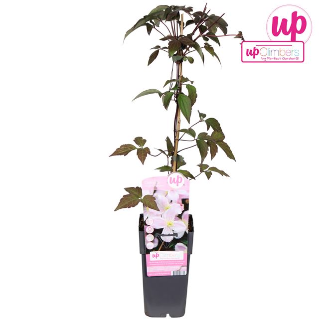 Picture of Clematis montana mayleen