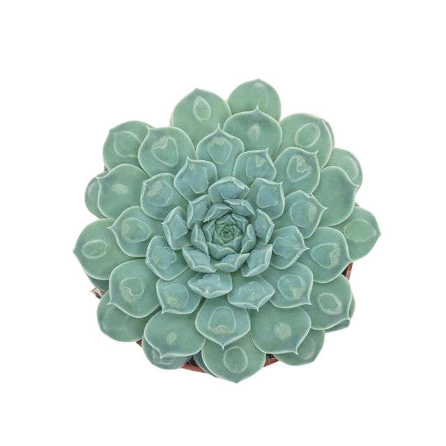 Picture of Echeveria heart signal