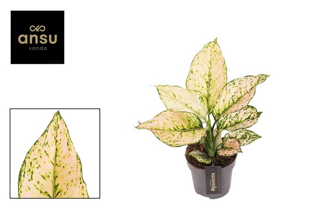 Picture of Aglaonema pink buttercup