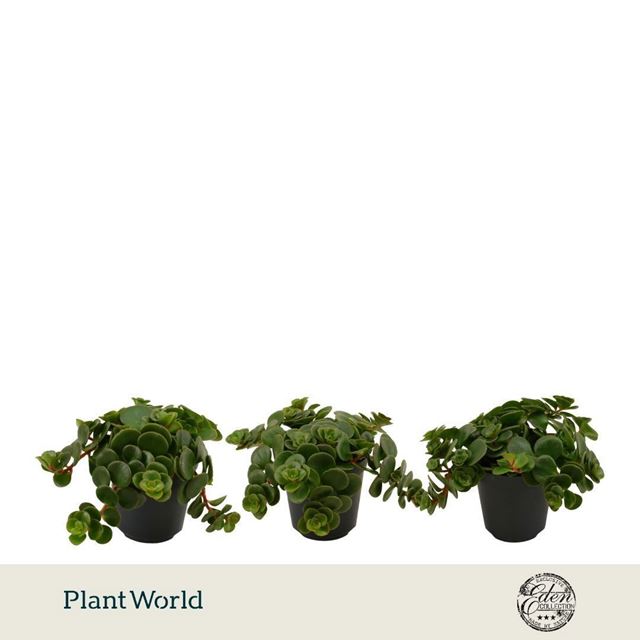 Picture of Sedum tornado