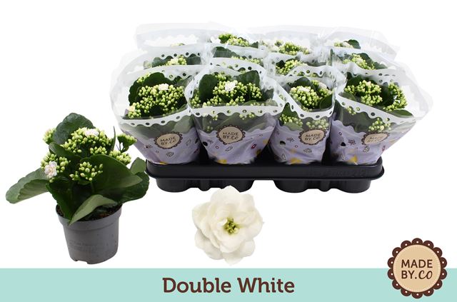 Picture of KALANCHOE DOUBLE WHITE