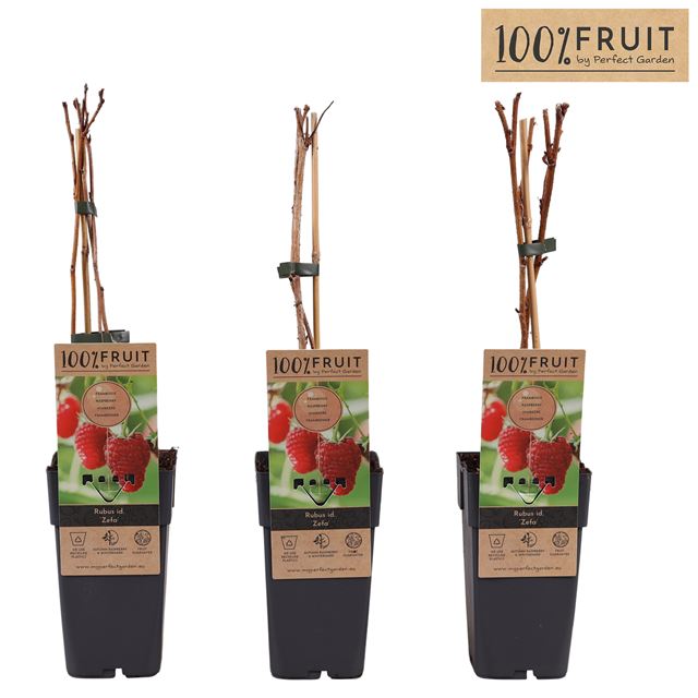 Picture of Rubus idaeus zefa