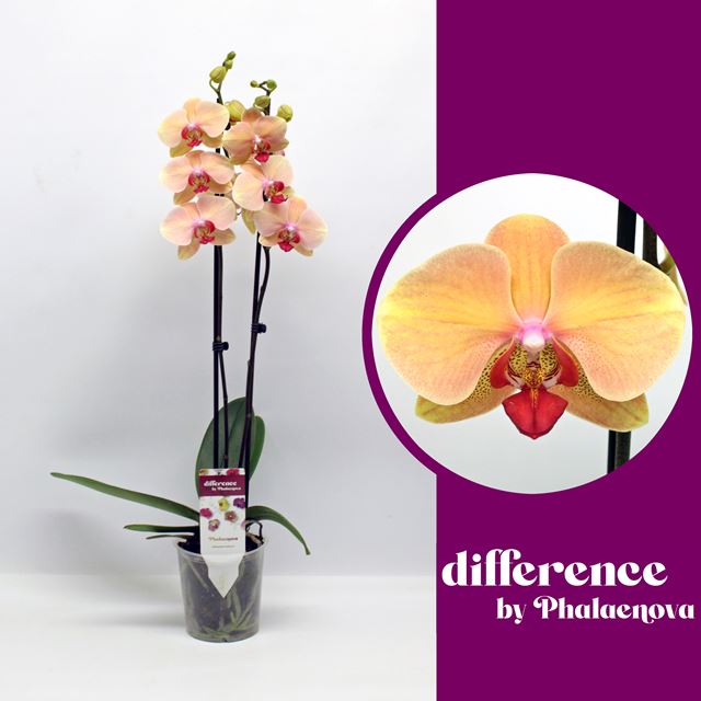 Picture of PHALAENOPSIS 02-STEM MARIANNE