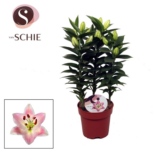 Picture of Lilium orientalis 03pp souvenir pink