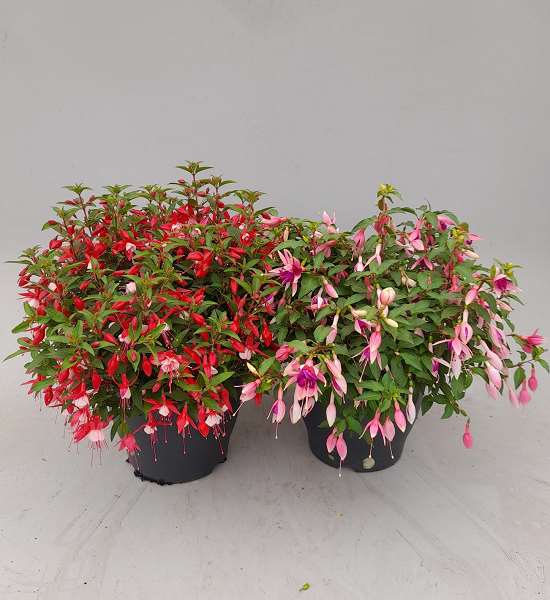 Picture of FUCHSIA 