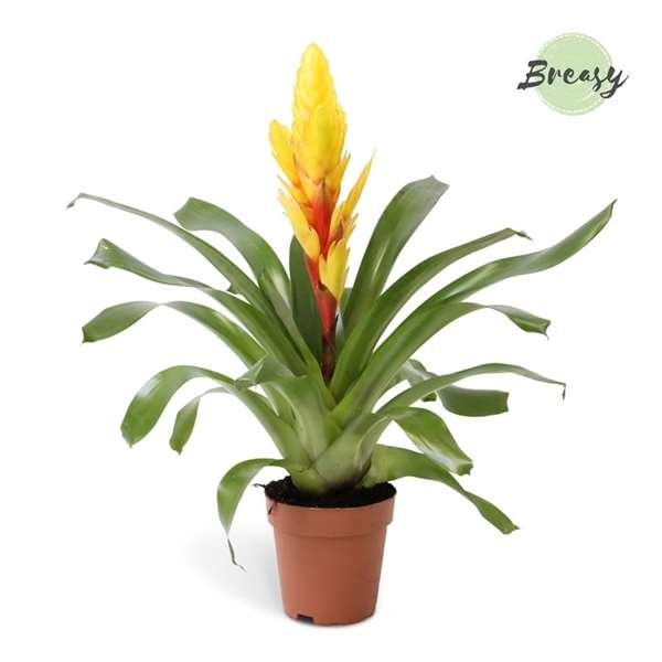 Picture of VRIESEA INTENSO YELLOW