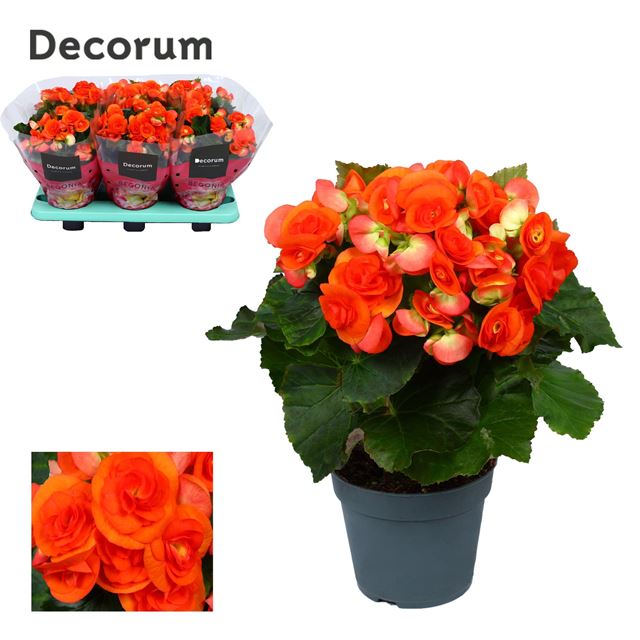 Picture of BEGONIA ELATIOR ORANGE