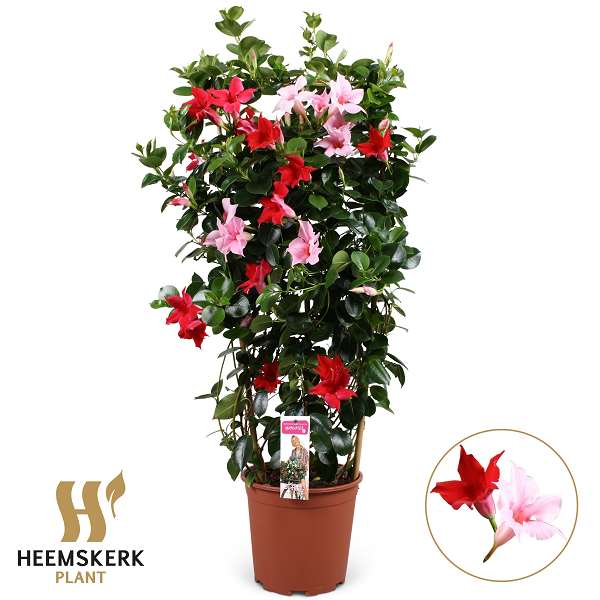 Picture of Mandevilla duo rek