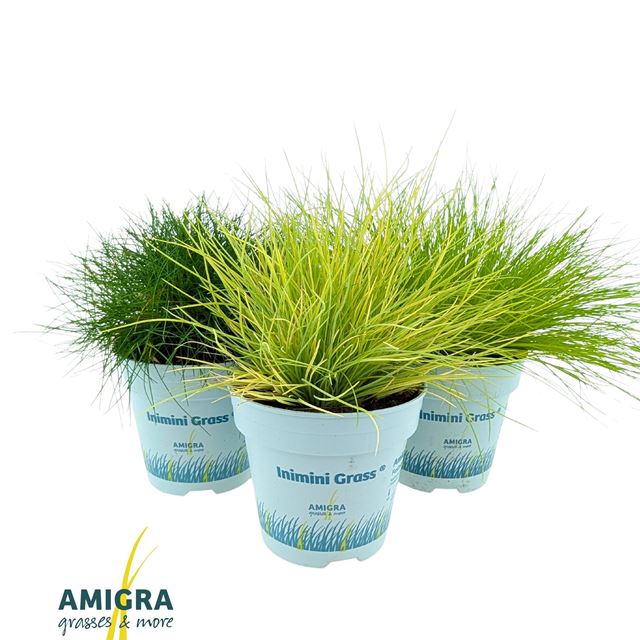 Picture of Outdoor grasses mix