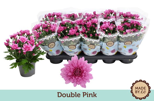 Picture of CHRYSANTHEMUM DOUBLE PINK