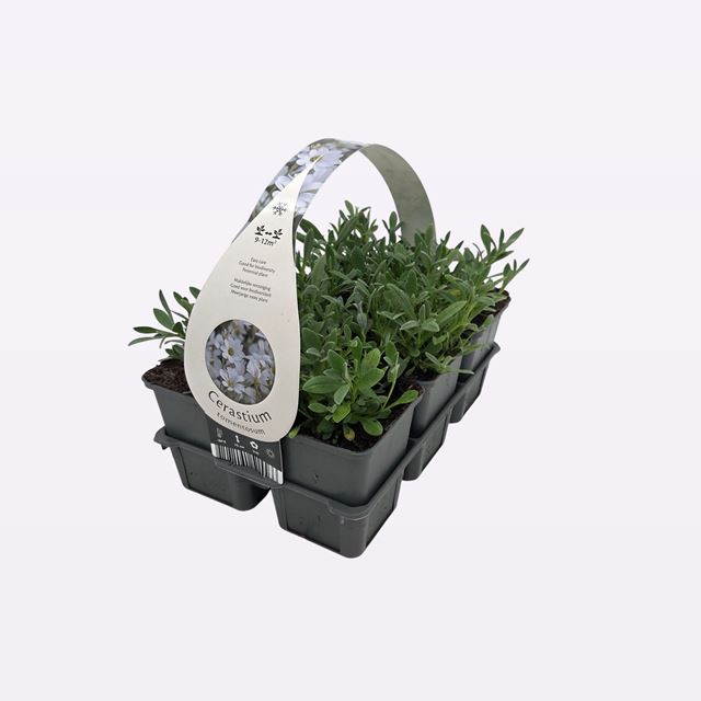 Picture of Cerastium tomentosum 06-pack