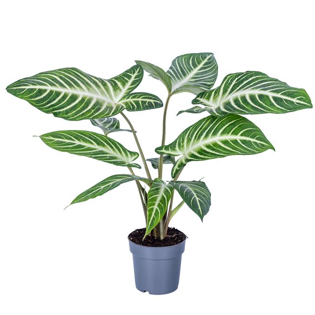 Picture of Xanthosoma lindenii