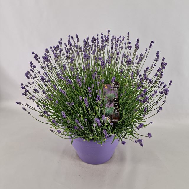 Picture of Lavandula angustifolia essence purple
