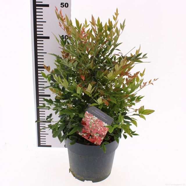 Picture of Nandina domestica gulfstream
