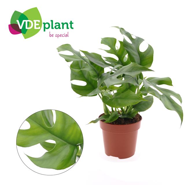 Picture of Monstera minima