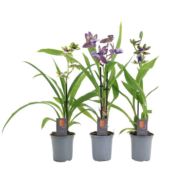 Picture of ZYGOPETALUM 01-STEM MIX