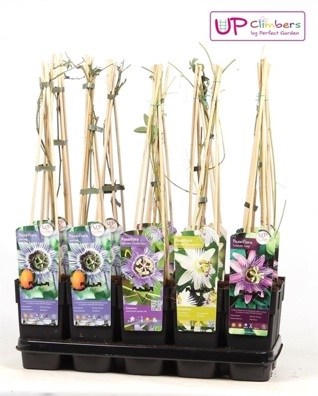 Picture of Passiflora mix