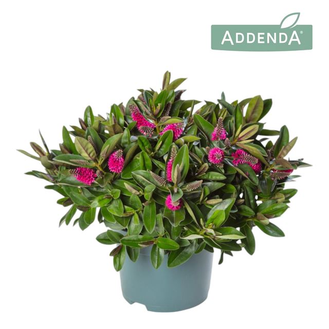 Picture of HEBE/VERONICA ADDENDA DONNA PINK