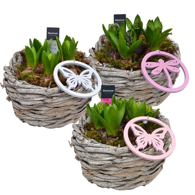 Picture of Hyacinthus 05bulbs wood wicker basket