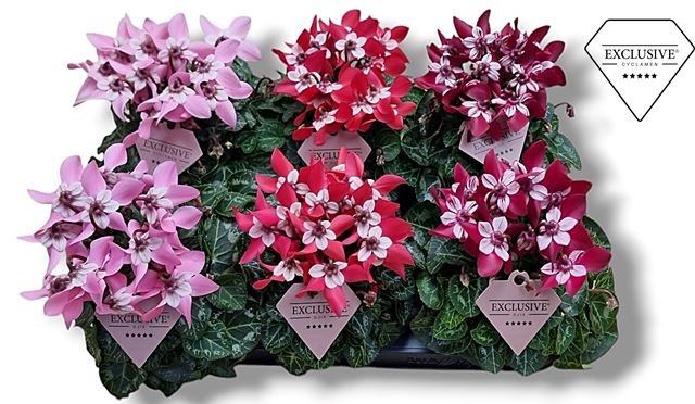 Picture of CYCLAMEN PERSICUM EXLUSIVE DJIX MIX