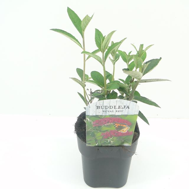 Picture of BUDDLEIA DAVIDII ROYAL RED