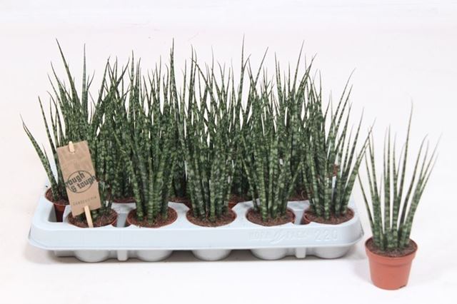 Picture of SANSEVIERIA BACULARIS FERNWOOD MIKADO