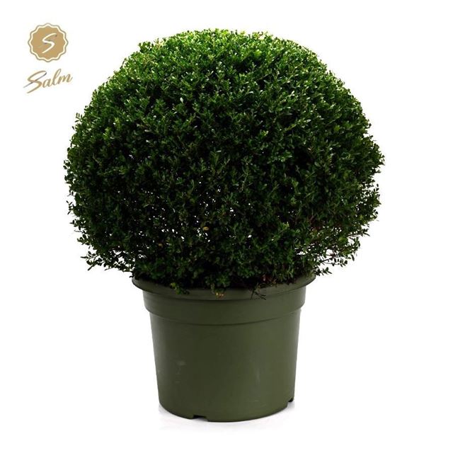 Picture of Ilex crenata ball 070cm