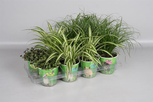 Picture of FOLIAGE MIX IN PET CANDY CUP