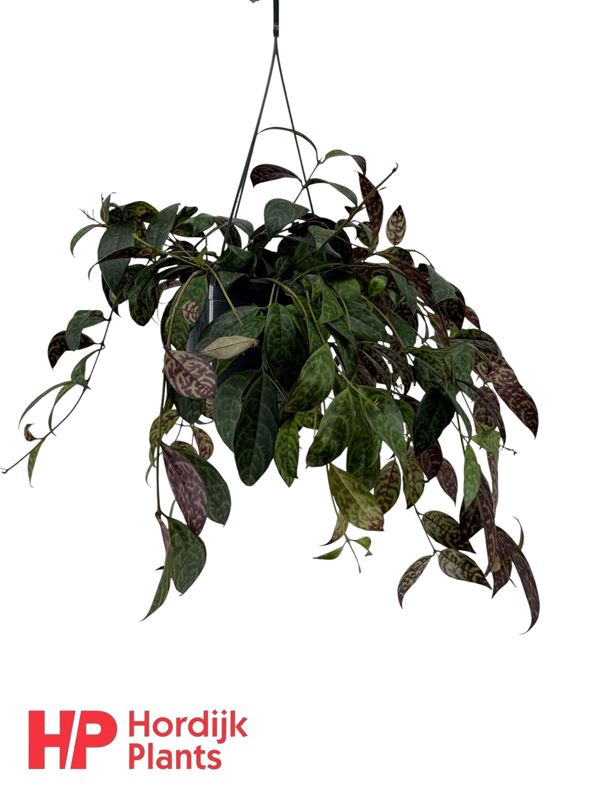 Picture of Aeschynanthus marmoratus in hanging basket