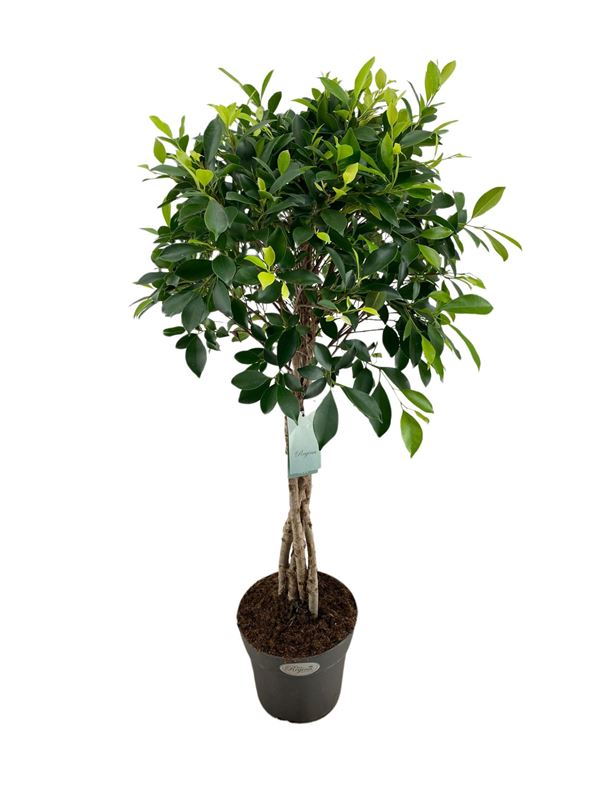 Picture of FICUS MICROCARPA NITIDA BRAIDED STEM