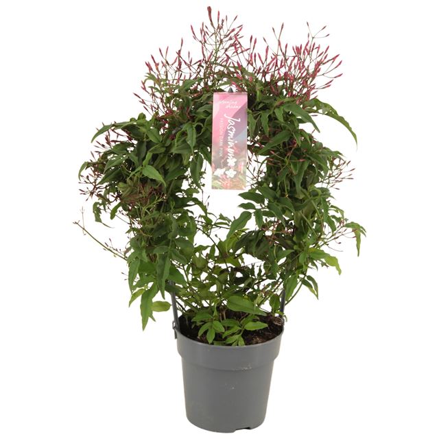 Picture of JASMINUM BUSH PASSION DARK PINK