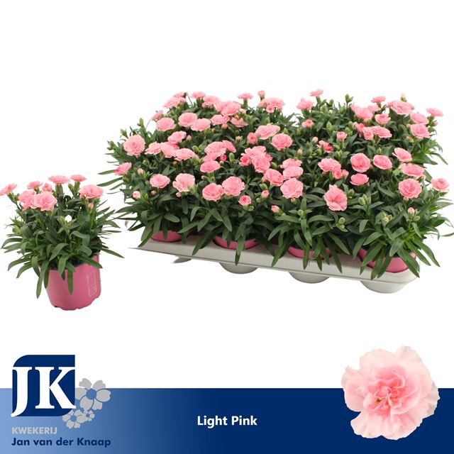 Picture of Dianthus caryophyllus light pink